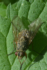 Muscidae