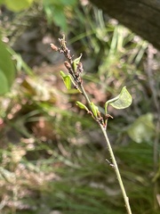Hylodesmum glutinosum