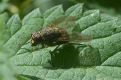 Muscidae