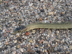 Lampropeltis splendida