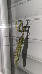 Sphodromantis viridis