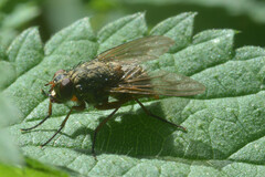 Muscidae