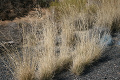 Ehrharta villosa