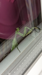 Sphodromantis viridis