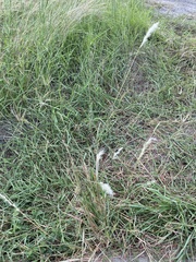 Bothriochloa longipaniculata