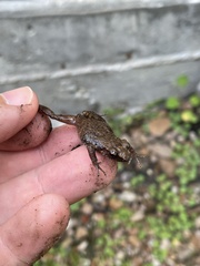 Eleutherodactylus campi