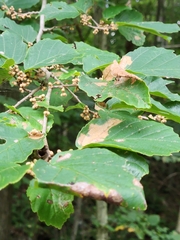 Hamamelis virginiana