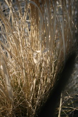Ehrharta villosa