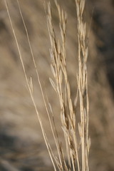 Ehrharta villosa
