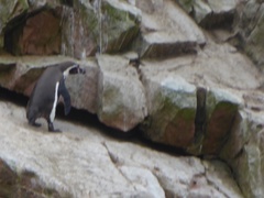 Spheniscus humboldti