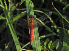 Crocothemis erythraea