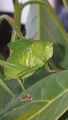 Stilpnochlora