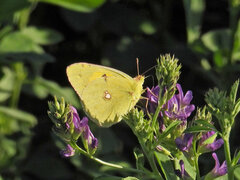 Colias croceus