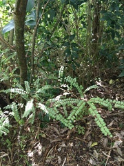 Sophora chathamica