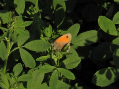 Coenonympha pamphilus