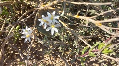 Ornithogalum hispidum
