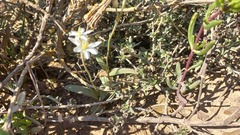 Ornithogalum hispidum