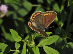 Polyommatus icarus