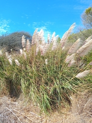 Cortaderia selloana