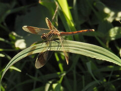 Sympetrum pedemontanum
