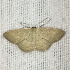Scopula inductata
