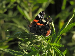 Vanessa atalanta