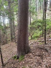 Picea abies
