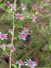 Ammophila