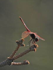 Trithemis annulata