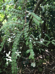 Sophora chathamica
