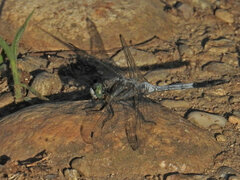 Orthetrum albistylum