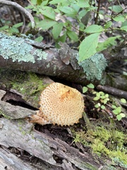 Pholiota squarrosa
