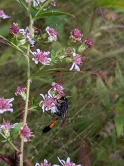 Ammophila