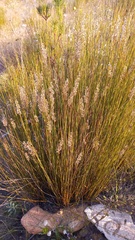 Hypodiscus argenteus