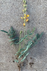 Hoffmannseggia glauca