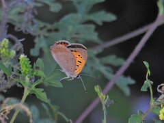 Lycaena phlaeas