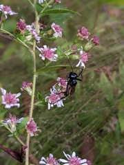 Ammophila