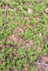 Hylocomium splendens