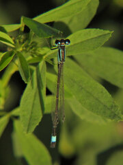 Ischnura elegans