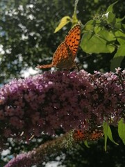 Argynnis niobe