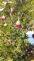 Ursinia pilifera
