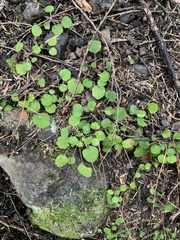 Lagenophora strangulata