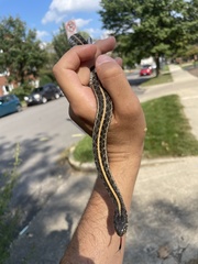 Thamnophis radix
