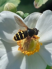 Sericomyia chalcopyga