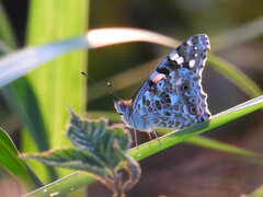 Vanessa cardui