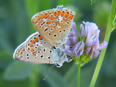Polyommatus icarus