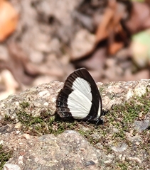 Psychonotis piepersii