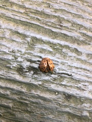 Epilachna varivestis