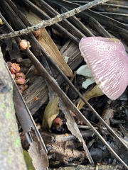 Leucoagaricus lilaceus