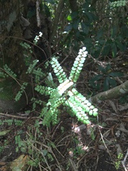 Sophora chathamica